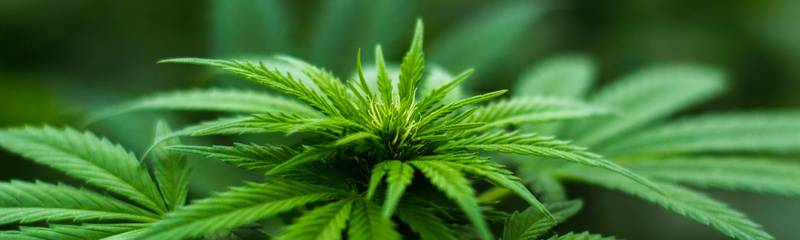 shallow-focus-photography-of-cannabis-plant-606506.jpg