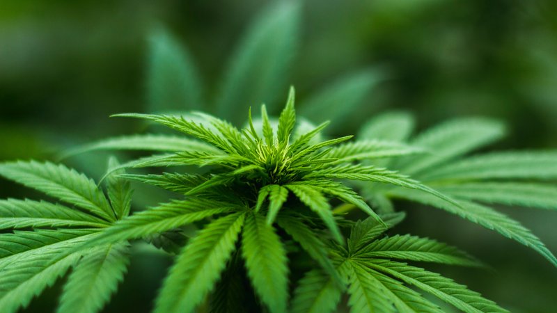 shallow-focus-photography-of-cannabis-plant-606506.jpg