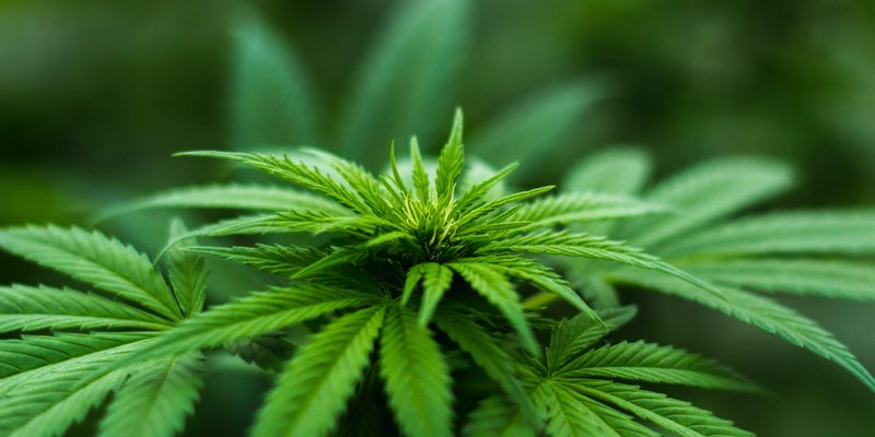 shallow-focus-photography-of-cannabis-plant-606506.jpg